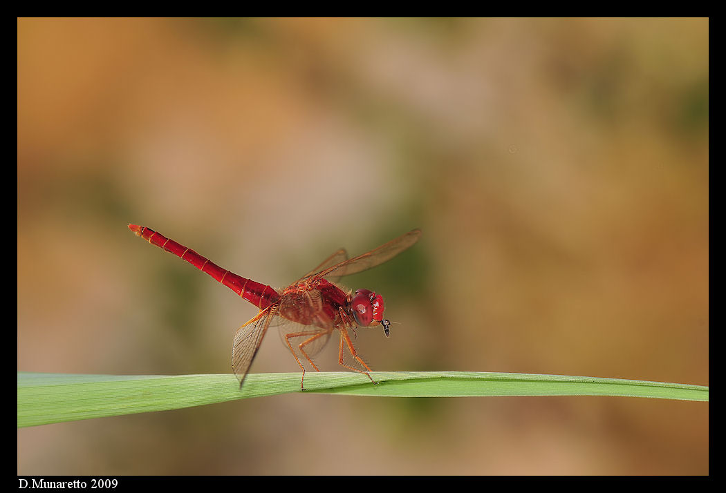 Libellula su filo d''erba che pranza!